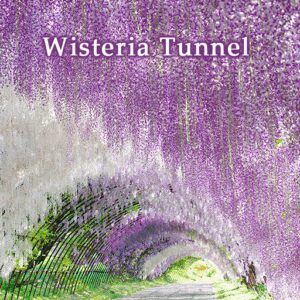 فیلتر شکن قوی با لینک مستقیم اندروید Wisteria Tunnel Theme +HOME
